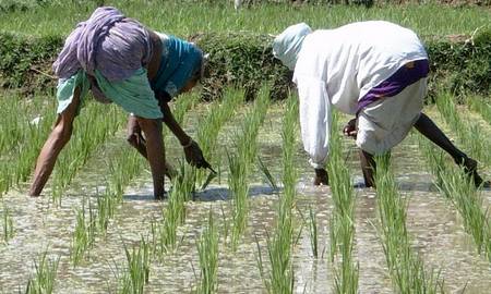 Выращивание риса: paddi