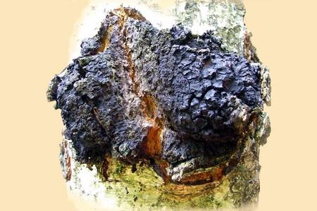 Чага - черный березовый гриб